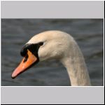 Cygnus olor - Hoeckerschwan 02.jpg